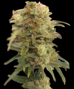 Sour Diesel S1 (10-Seeds) Fem Photo