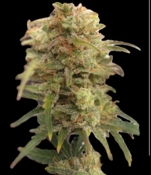 Sour Diesel S1 (10-Seeds) Fem Photo