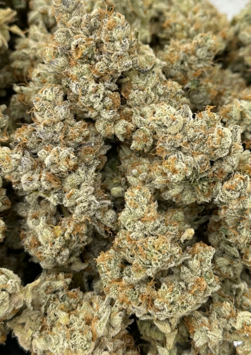 1911 = Seed Junky’s 91 Chem x Animal Cookies BX2 X CEMENTSHOES OGKB cut - Image 2