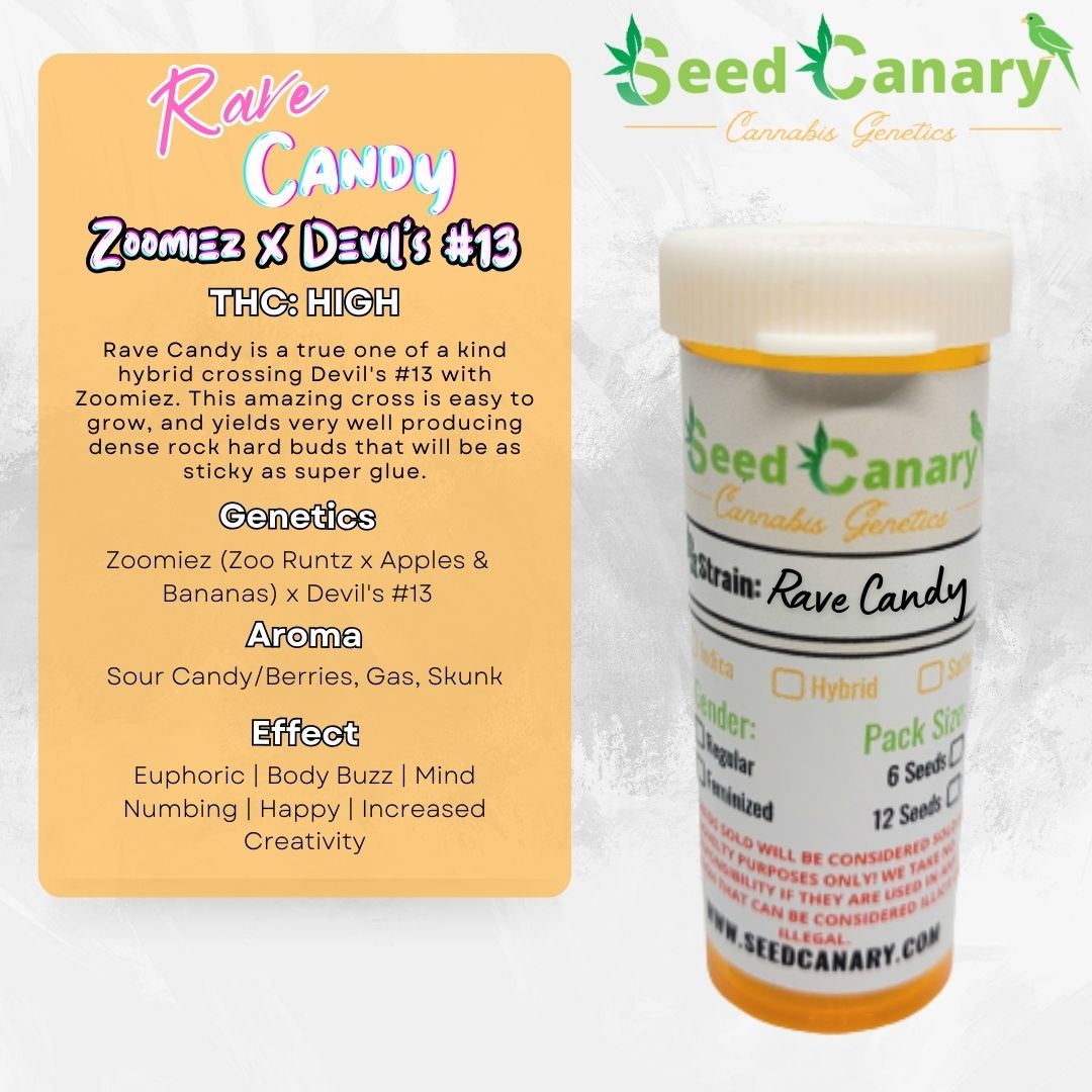 Rave Candy - 12x Regular Seeds - Image 8