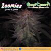 Zoomiez Regular Seeds - Seed Canary Genetics