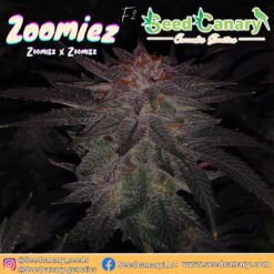 Zoomiez Regular Seeds - Seed Canary Genetics