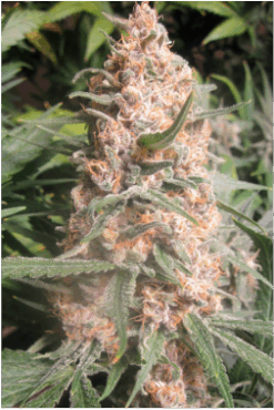 Black Cherry Soda marijuana strain