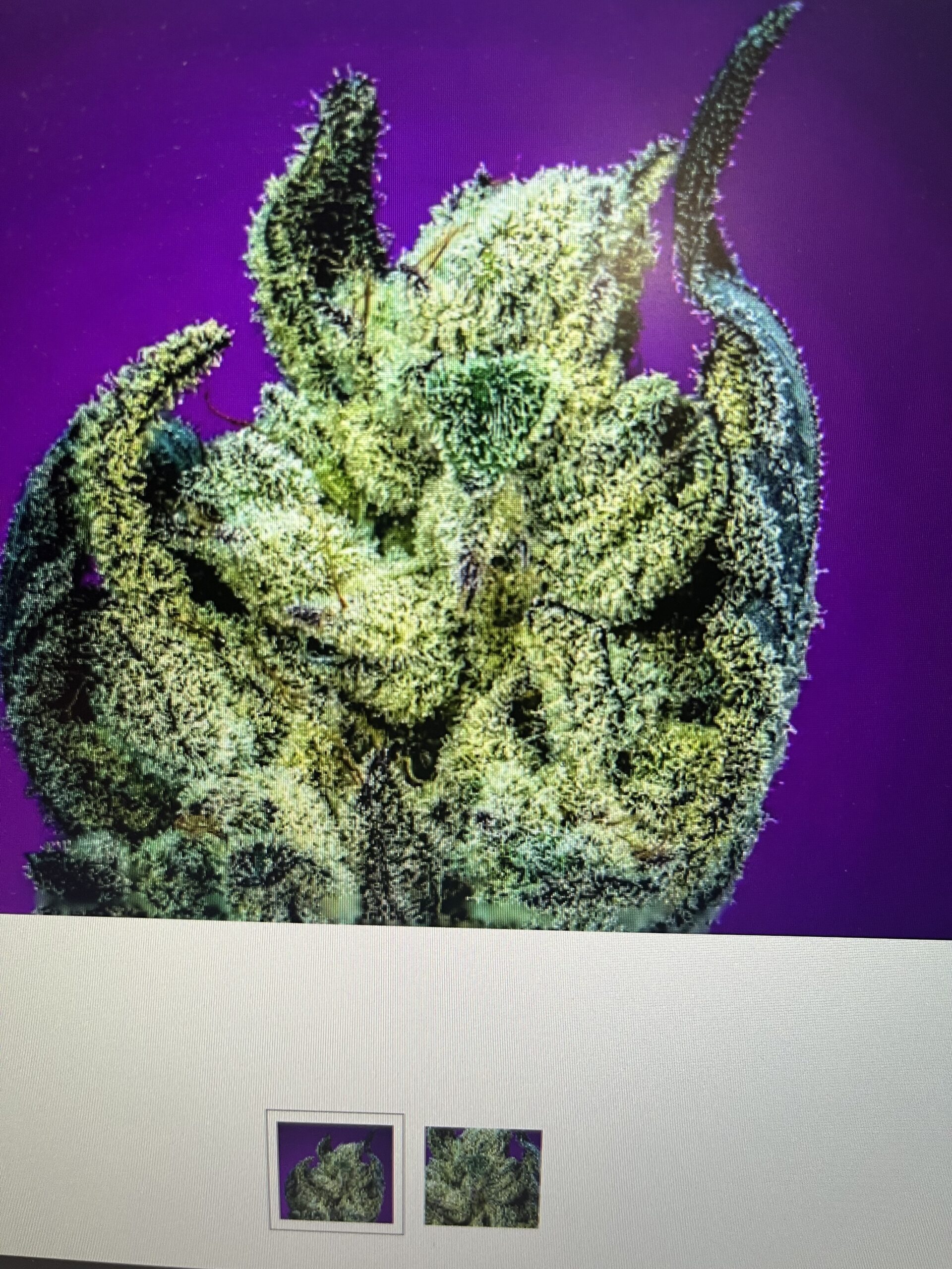 COPYCAT 10FEMINIZED SEEDS SKUNK RUNTZ LIMITED EDITION Seed