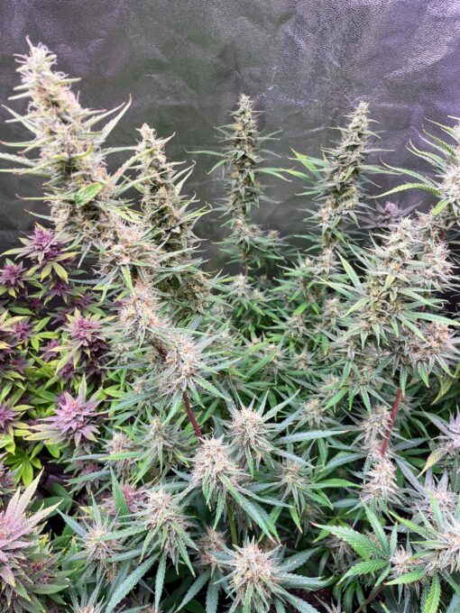? Orange Creamsicle Haze ? - Image 5