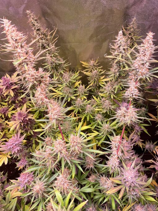 ? Orange Creamsicle Haze ? - Image 3