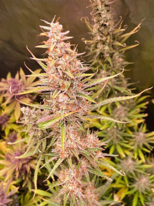 ? Orange Creamsicle Haze ?