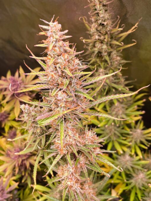 ? Orange Creamsicle Haze ?