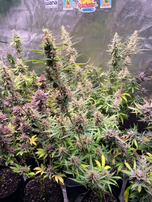 ? Orange Creamsicle Haze ? - Image 4