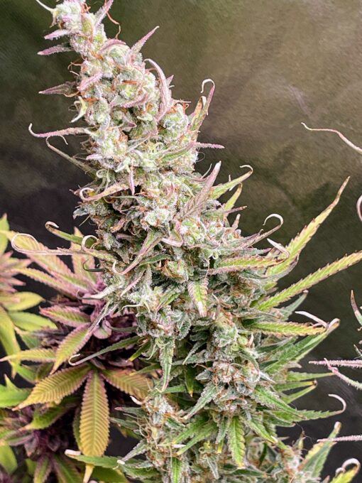 OG Knight Haze - Image 5
