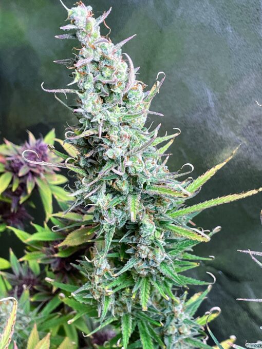 OG Knight Haze - Image 4