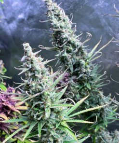OG Knight Haze