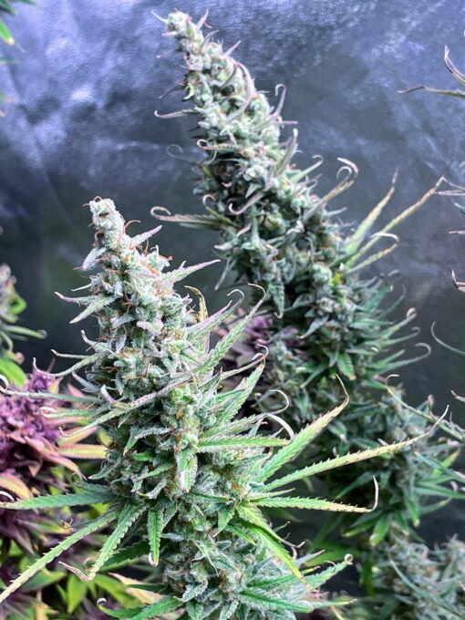 OG Knight Haze