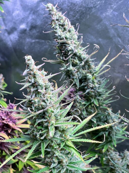 OG Knight Haze
