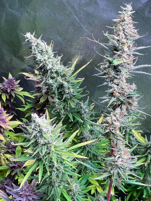 OG Knight Haze - Image 3