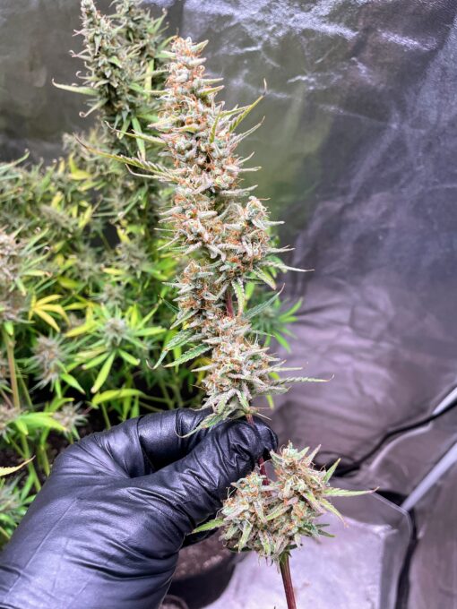 ? Orange Creamsicle Haze ? - Image 6