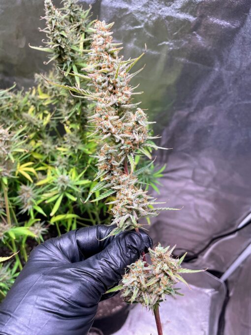 ? Orange Creamsicle Haze ? - Image 6
