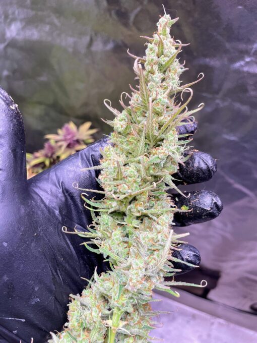 OG Knight Haze - Image 6
