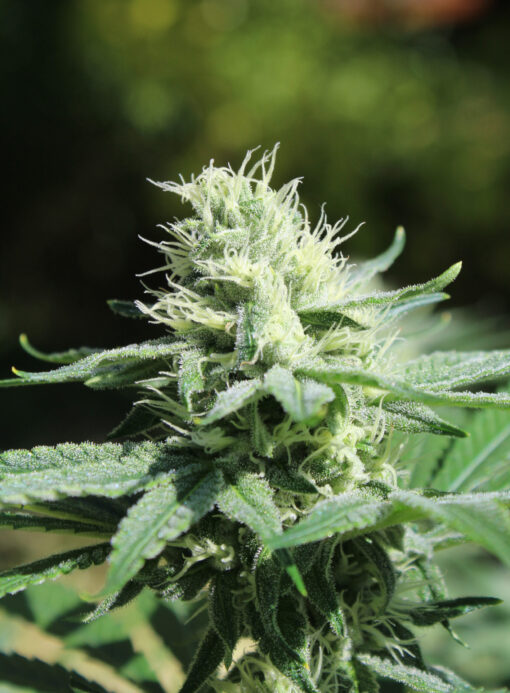 Heavens Order cannabis plant
