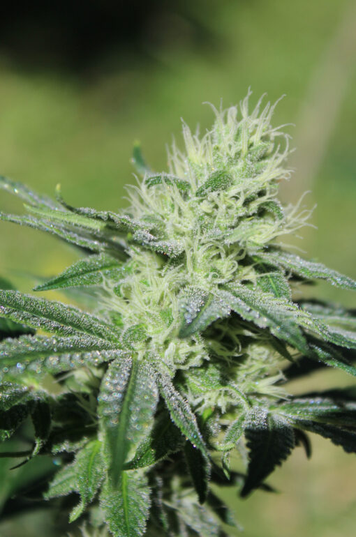 Heavens Order marijuana strain