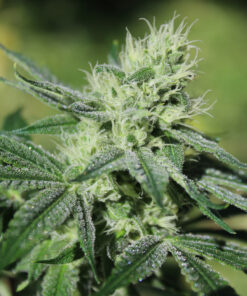 Heavens Order | Annunaki Genetics