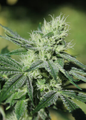 Heavens Order | Annunaki Genetics