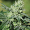 Heavens Order | Annunaki Genetics