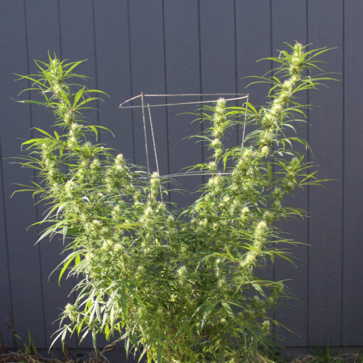 Purple Colombia rooted clone - Image 4