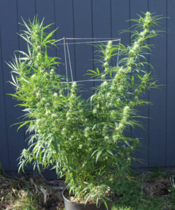 Purple Colombia rooted clone