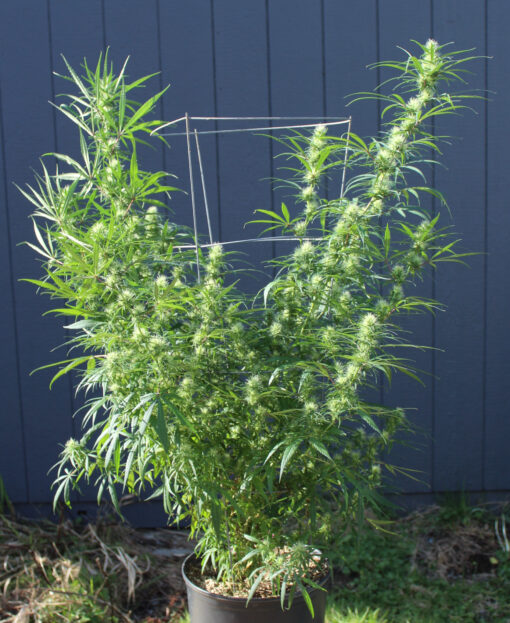 Purple Colombia rooted clone