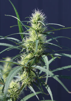 Purple Colombia clone