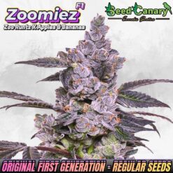 Zoomiez F1 Regular Seeds - Limited Release!