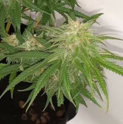 Doomsday Lilac Rocket Feminized Autoflower