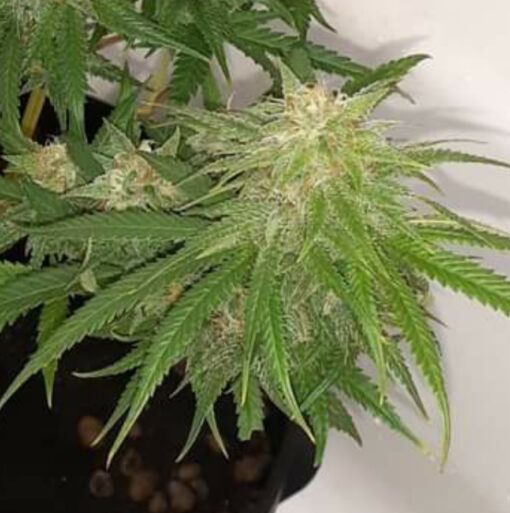 Doomsday Lilac Rocket Feminized Autoflower