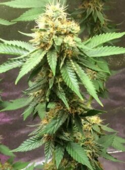 Doomsday Junkie Feminized Photoperiod