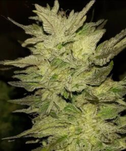 Doomsday Jack Feminized Photoperiod