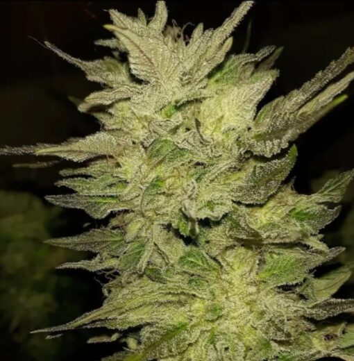 Doomsday Jack Feminized Photoperiod