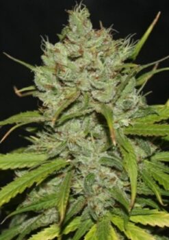 DoomsdaySeedCo Chemdawg '91 Feminized Autoflower