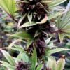 $1/ Seed Sale! White Banana Kush Feminized Autoflower