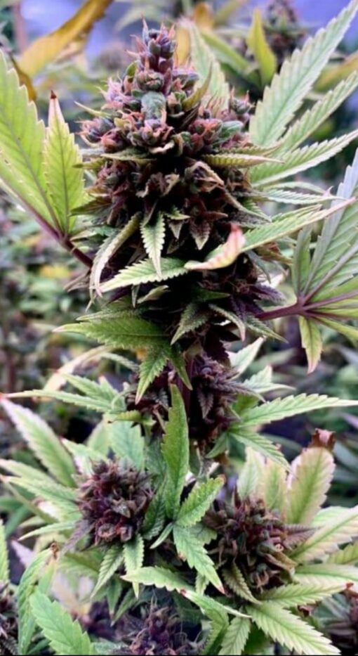 $1/ Seed Sale! White Banana Kush Feminized Autoflower
