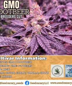 GMO Rootbeer - (SkunkTek Cut) Rooted Clone
