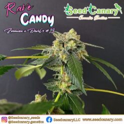 Rave Candy - 12x Regular Seeds