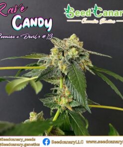 Rave Candy - 12x Regular Seeds