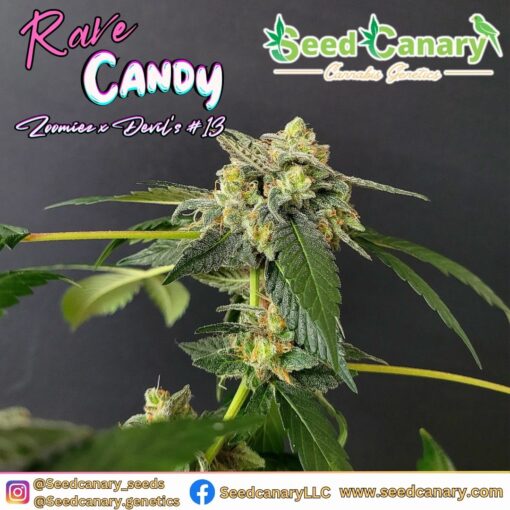 The Candy Box - Candy Themed Cannabis Seed Box - Image 7