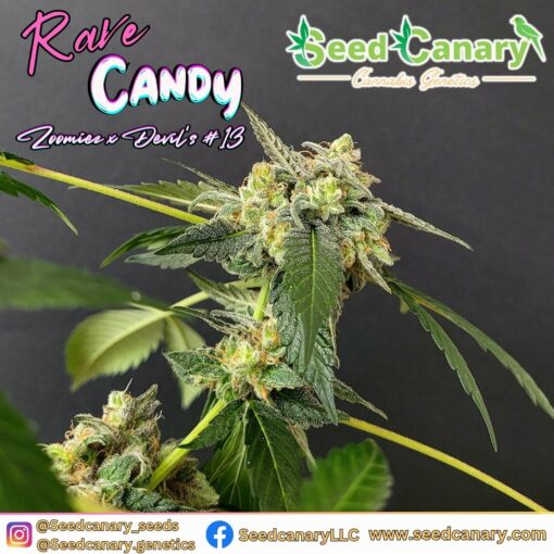 Rave Candy - 12x Regular Seeds - Image 4