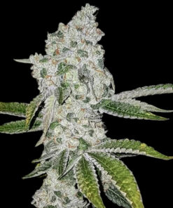 El Chapo OG (Fem Photo) 10 Seeds