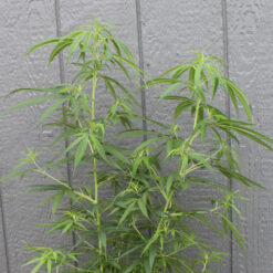 Punto Rojo Colombia marijuana cutttings