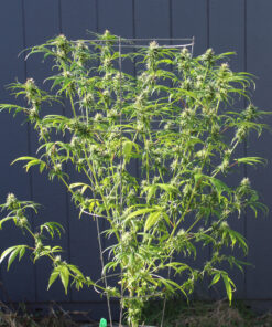 Rooted Pelo Rojo marijuana plant
