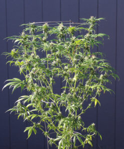 Pelo Rojo cannabis plant