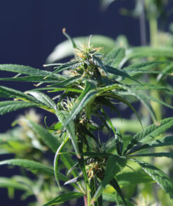 Pelo Rojo cannabis clone